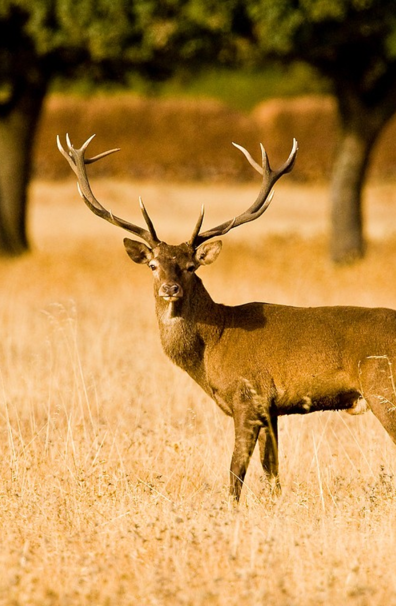 venado en cabaneros
