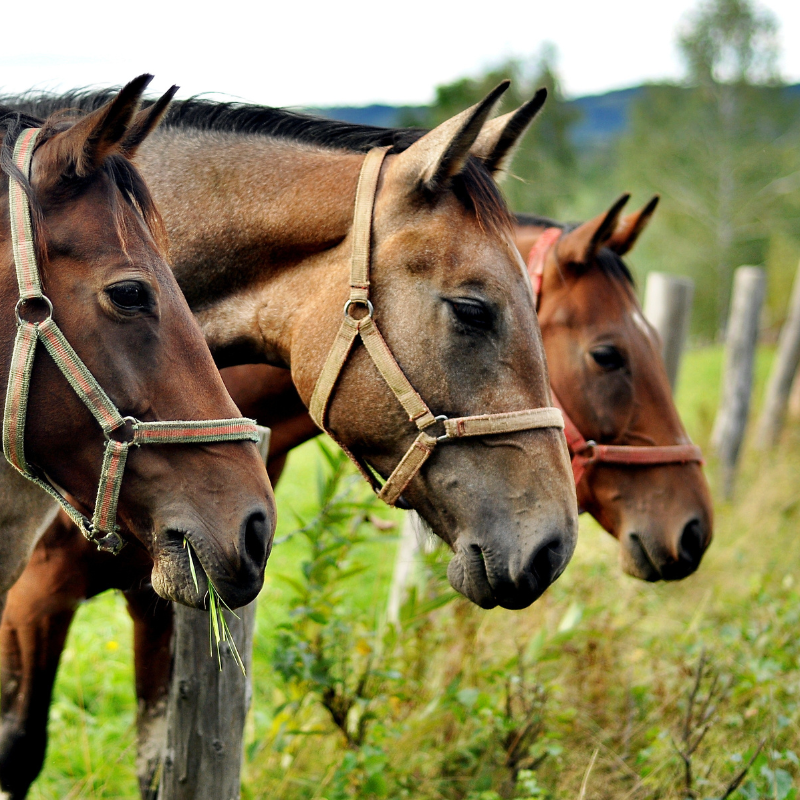 Rutas a Caballo Toledo